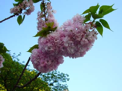 おいしい思ひ出 おいしい思ひ出