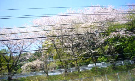 おいしい思ひ出 おいしい思ひ出