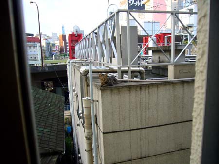 今日も元気に 今日も元気に
