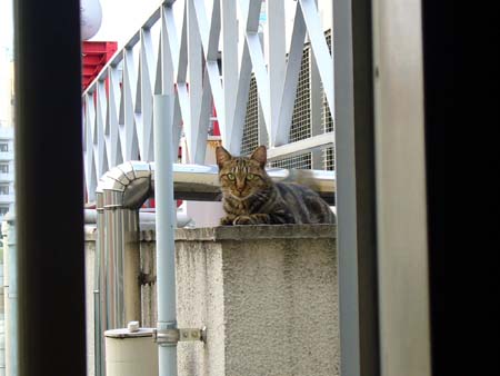 今日も元気に 今日も元気に
