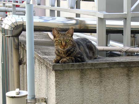 今日も元気に 今日も元気に