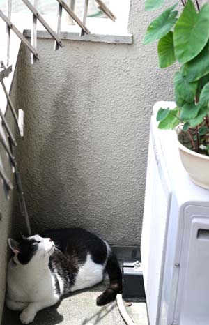 今日も元気に 今日も元気に