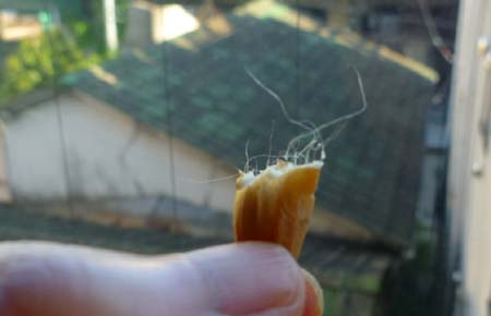 おいしい思ひ出 おいしい思ひ出